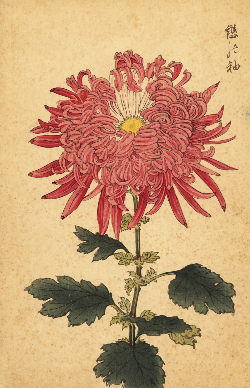 Hibrit pembe tüy krizantem.,1893 (gravür) by Keika Hasegawa