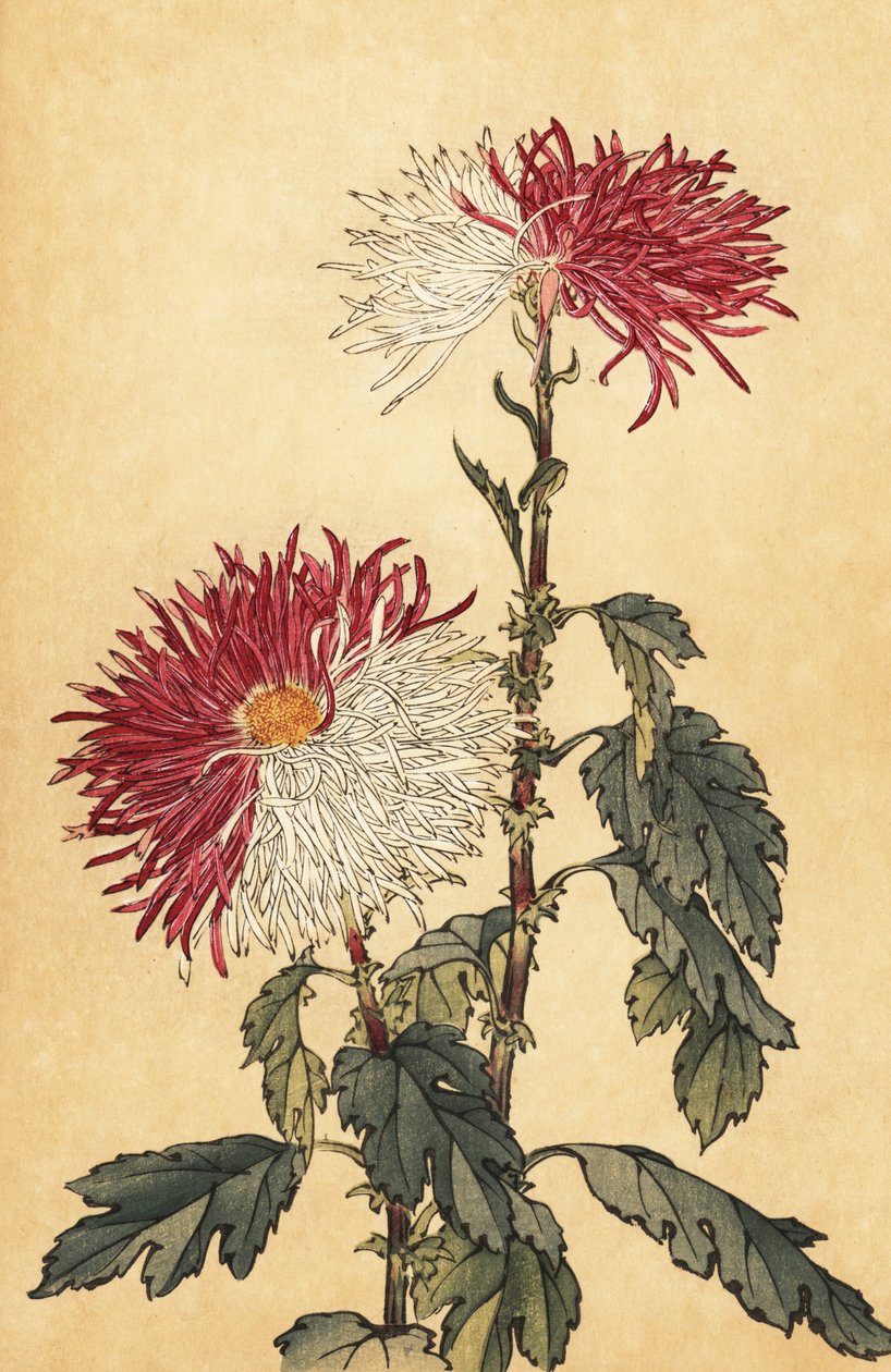 Melez mor ve beyaz tüy krizantem.,1893 (gravür) by Keika Hasegawa