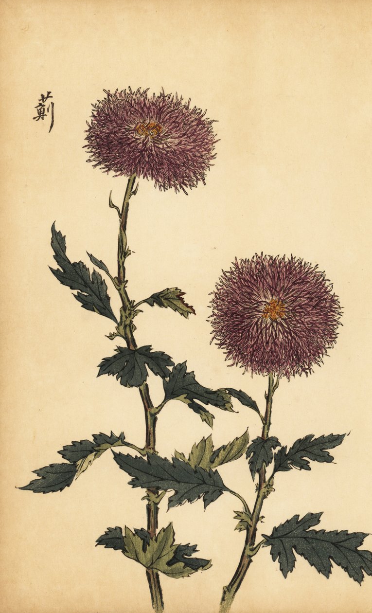 Hibrit mor krizantem.,1893 (gravür) by Keika Hasegawa