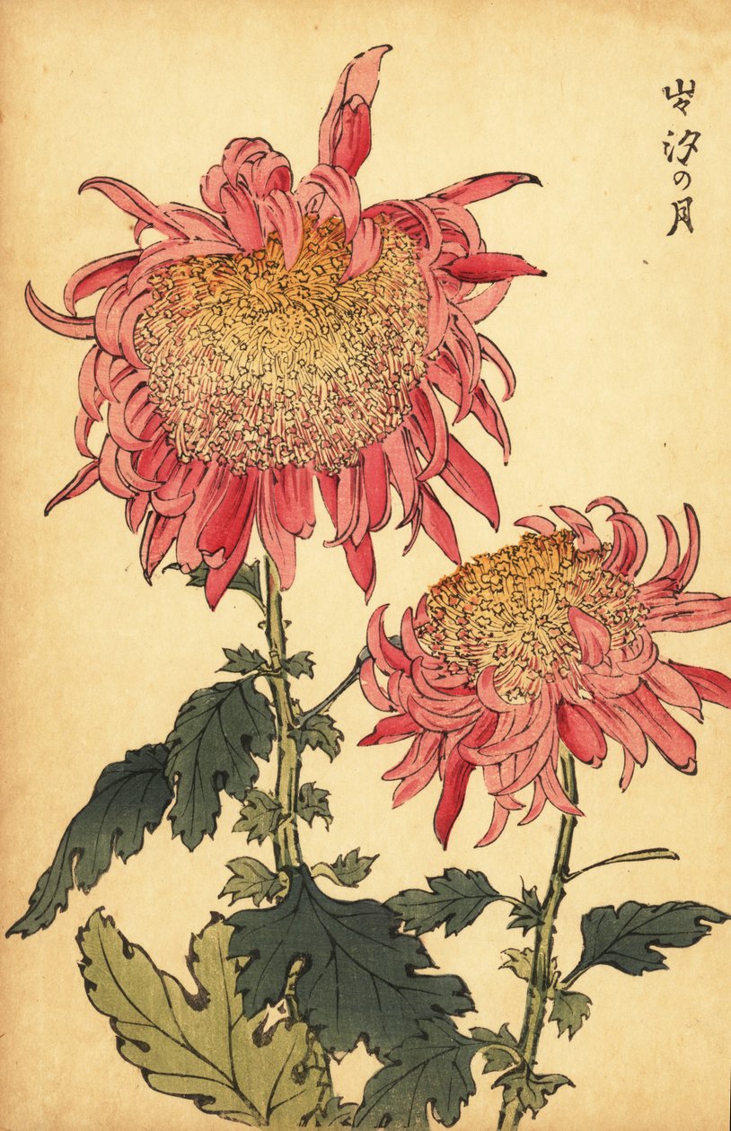 Hibrit somon pembesi krizantem.,1893 (gravür) by Keika Hasegawa