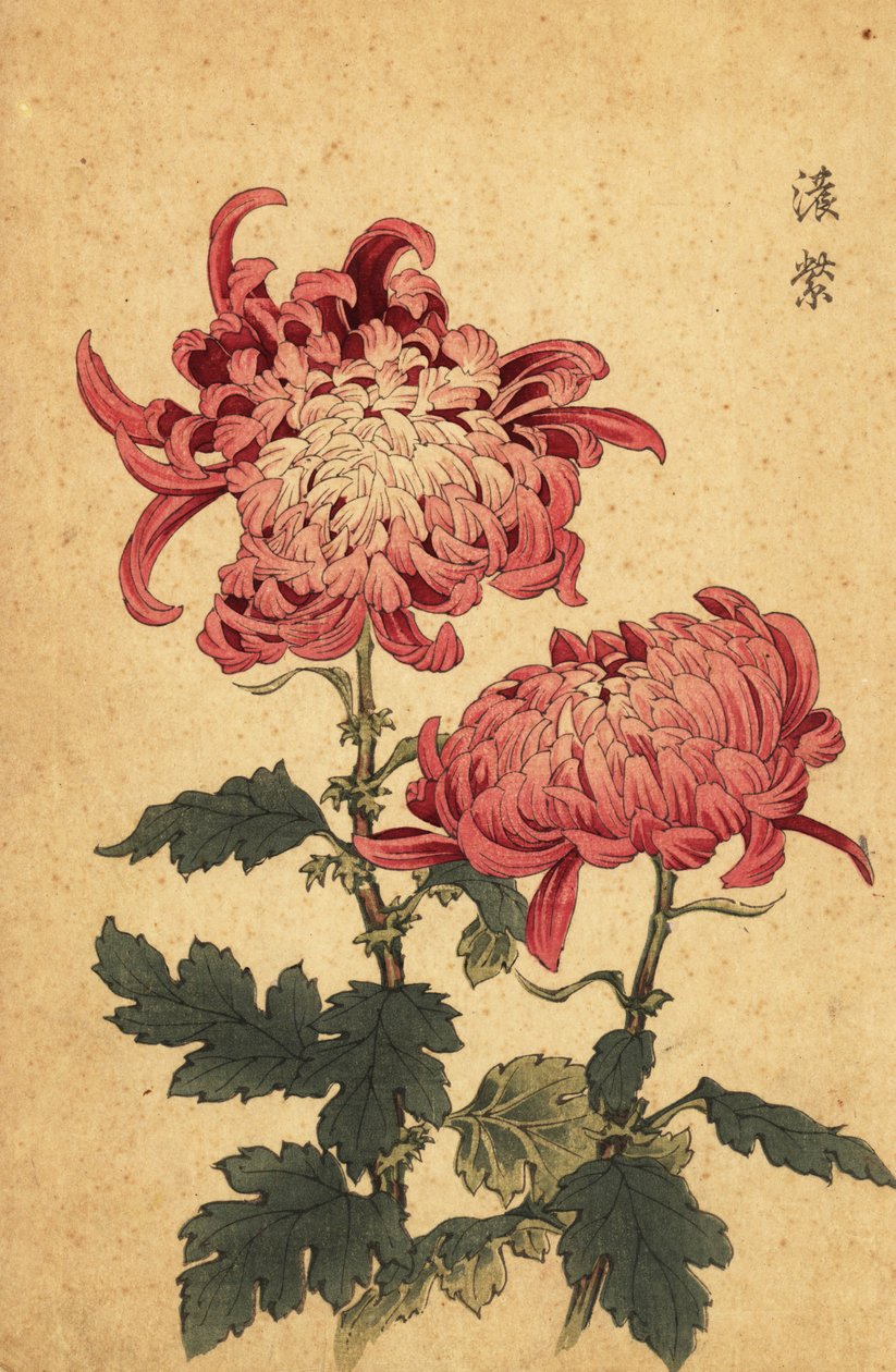 Hibrit somon pembesi krizantem.,1893 (gravür) by Keika Hasegawa