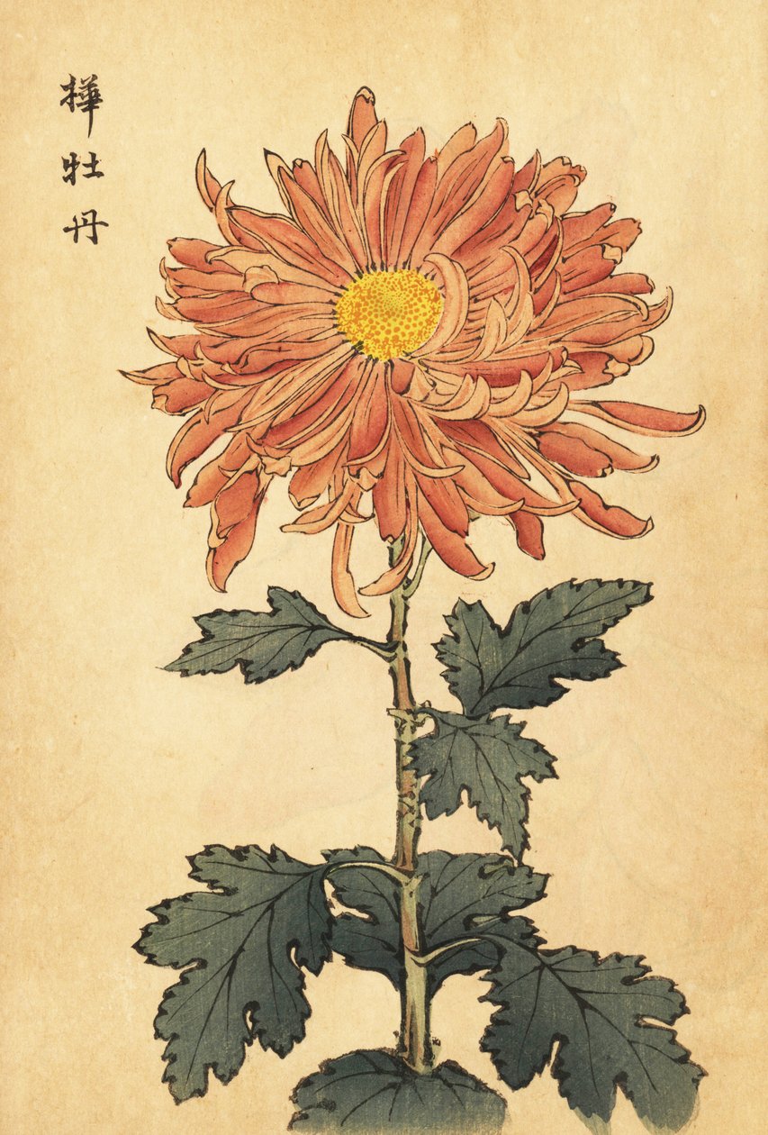 Hibrit somon pembesi krizantem.,1893 (gravür) by Keika Hasegawa