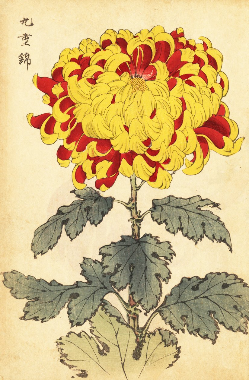 Melez kırmızı ve sarı krizantem., 1893 (gravür) by Keika Hasegawa