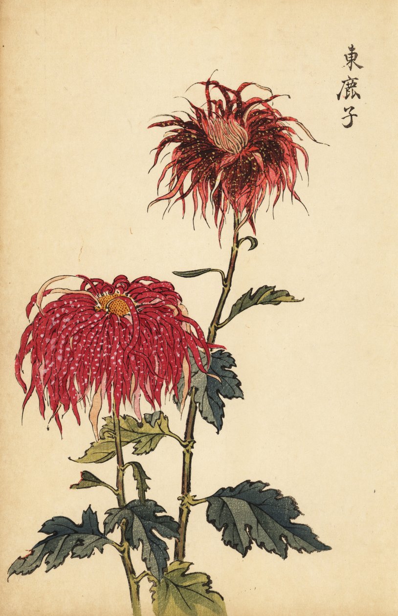 Melez benekli kırmızı ve pembe tüy krizantem.,1893 (gravür) by Keika Hasegawa