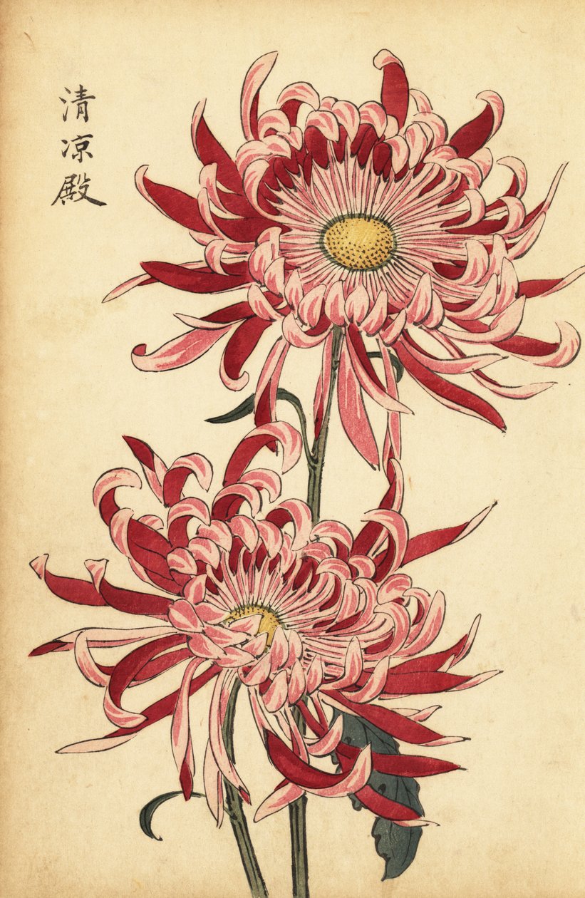 Melez alacalı pembe ve kırmızı örümcek krizantem.,1893 (gravür) by Keika Hasegawa