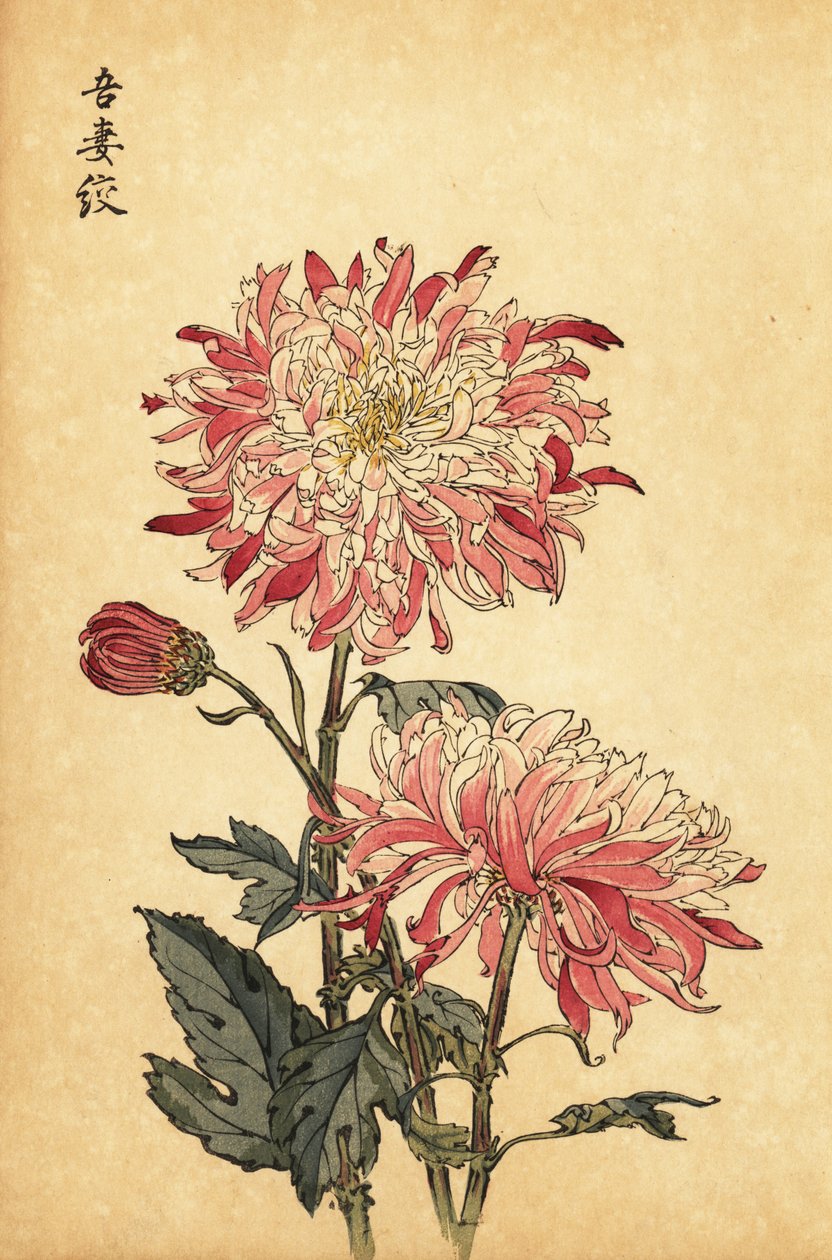 Hibrit alacalı beyaz ve pembe krizantem.,1893 (gravür) by Keika Hasegawa