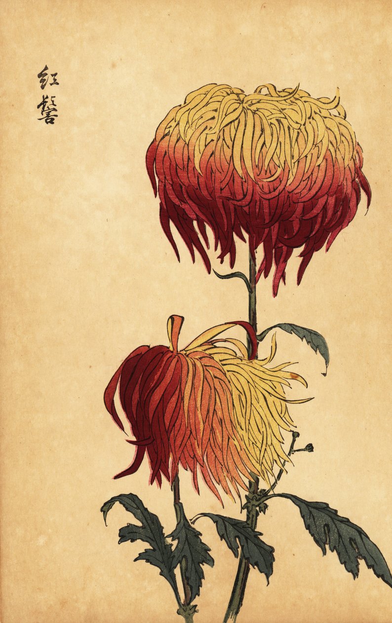 Melez alacalı sarı, turuncu ve koyu kırmızı krizantem.,1893 (gravür) by Keika Hasegawa
