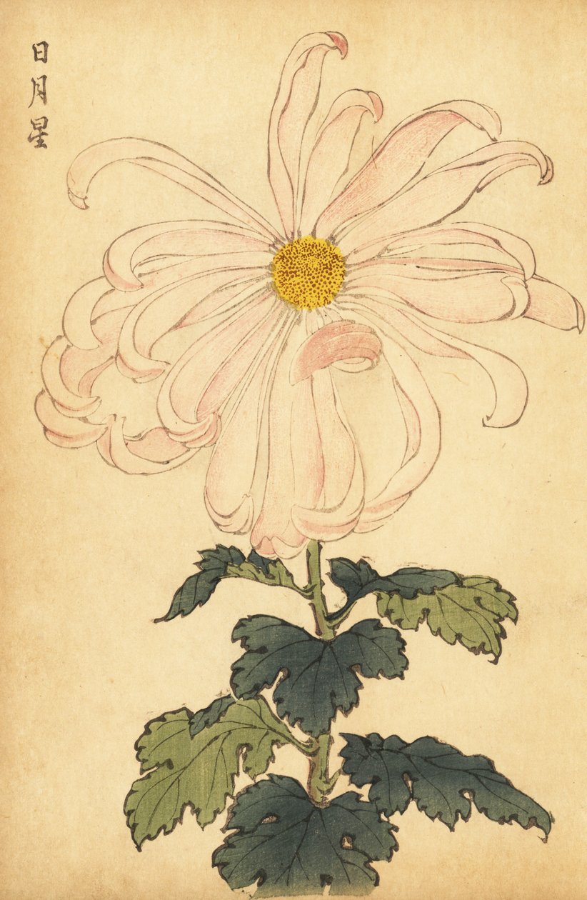 Hibrit beyaz ve pembe krizantem.,1893 (gravür) by Keika Hasegawa