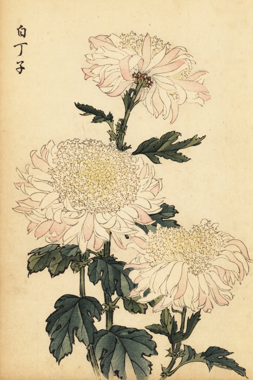 Hibrit beyaz ve pembe krizantem.,1893 (gravür) by Keika Hasegawa