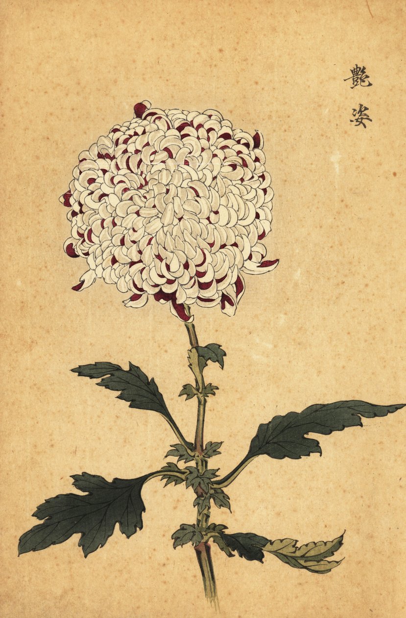 Hibrit beyaz ve mor ponpon krizantem.,1893 (gravür) by Keika Hasegawa