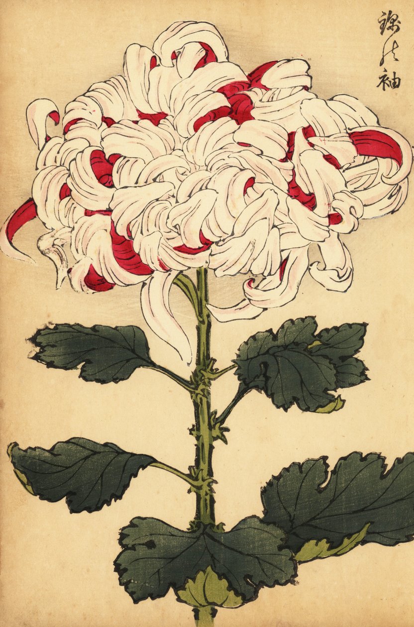 Hibrit beyaz ve kırmızı krizantem.,1893 (gravür) by Keika Hasegawa