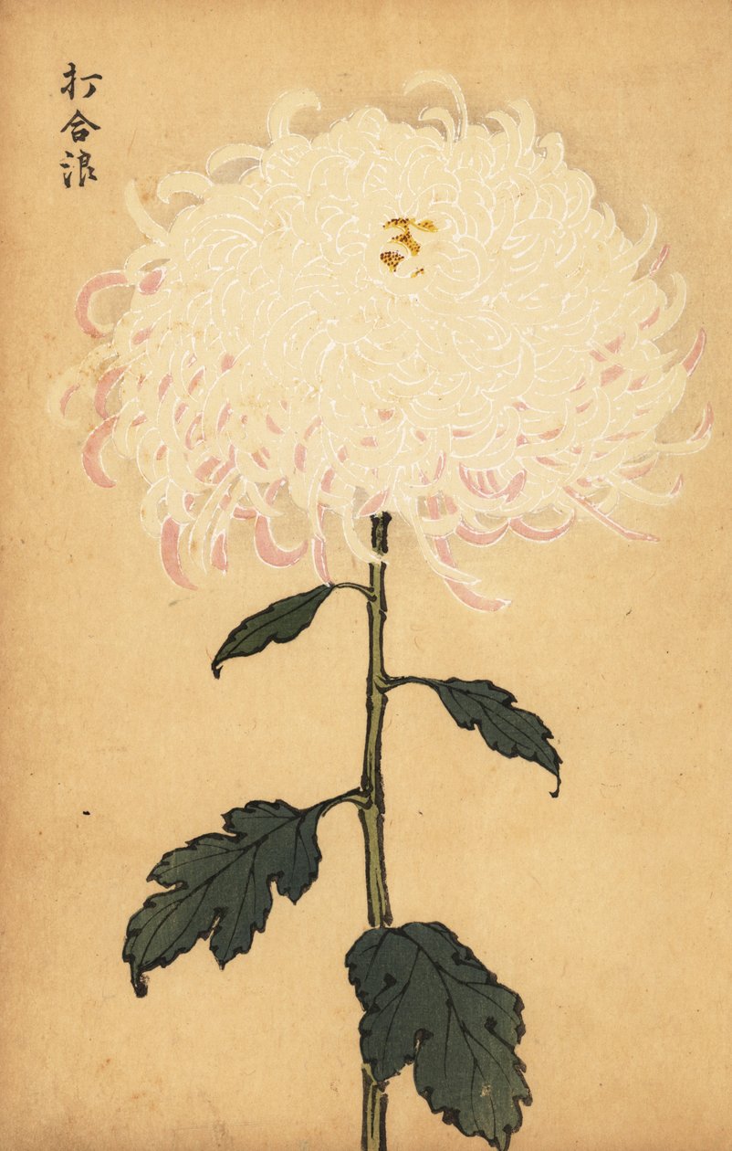 Hibrit beyaz krizantem.,1893 (gravür) by Keika Hasegawa