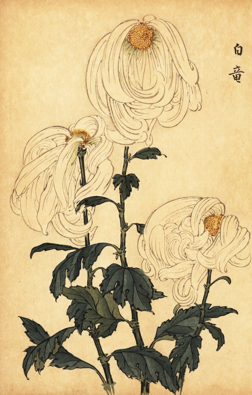 Hibrit beyaz krizantem., 1893 (gravür) by Keika Hasegawa