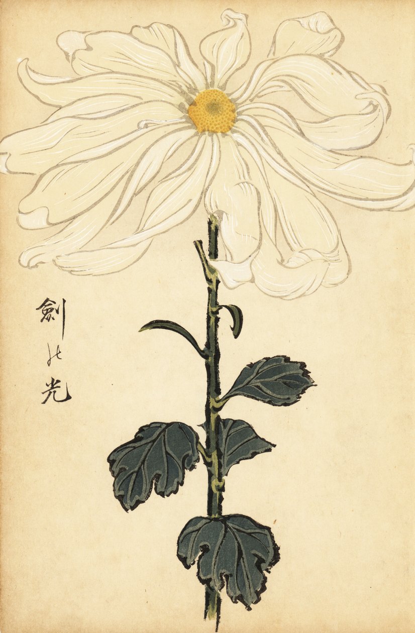 Hibrit beyaz krizantem., 1893 (gravür) by Keika Hasegawa