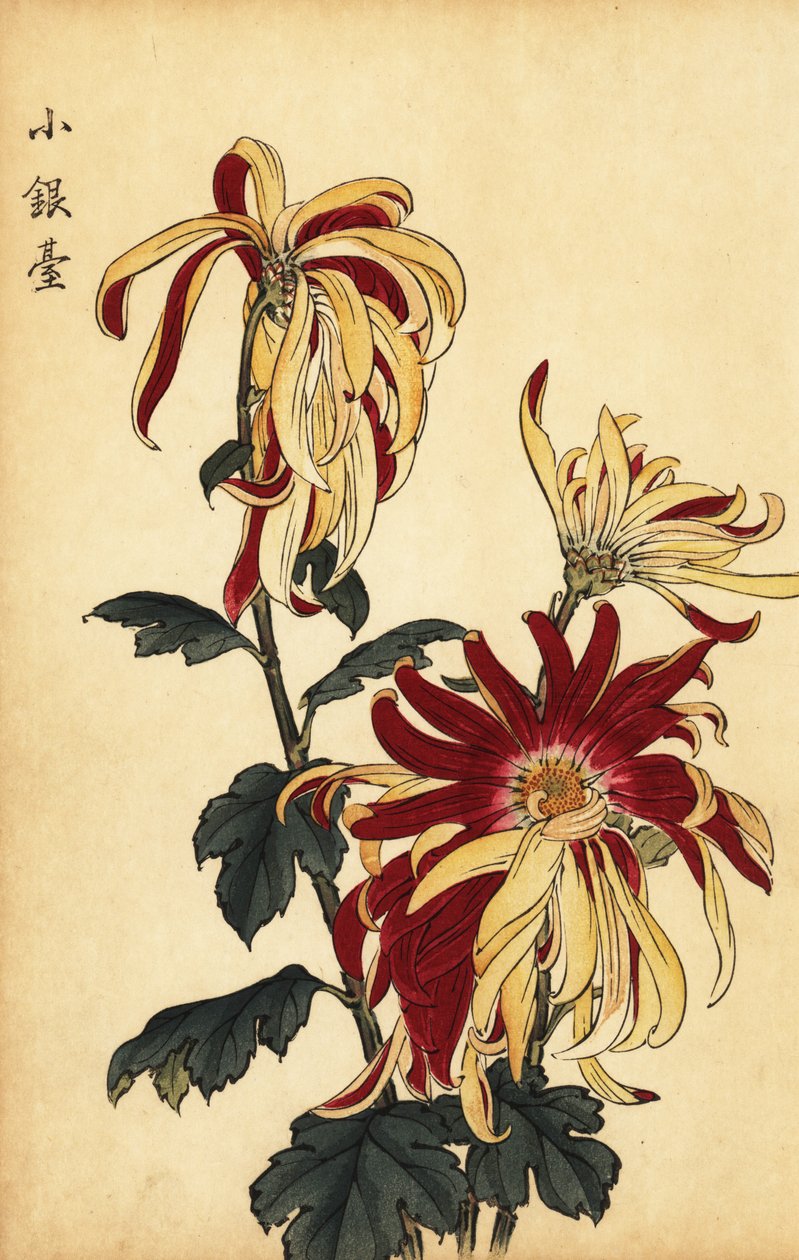 Melez sarı ve koyu kırmızı krizantem., 1893 (gravür) by Keika Hasegawa