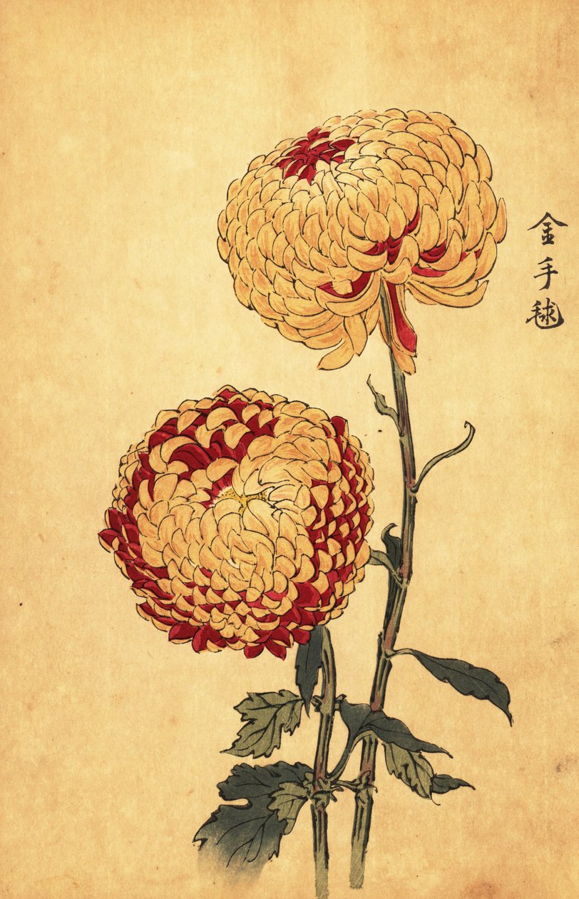 Melez sarı ve kırmızı ponpon krizantem.,1893 (gravür) by Keika Hasegawa