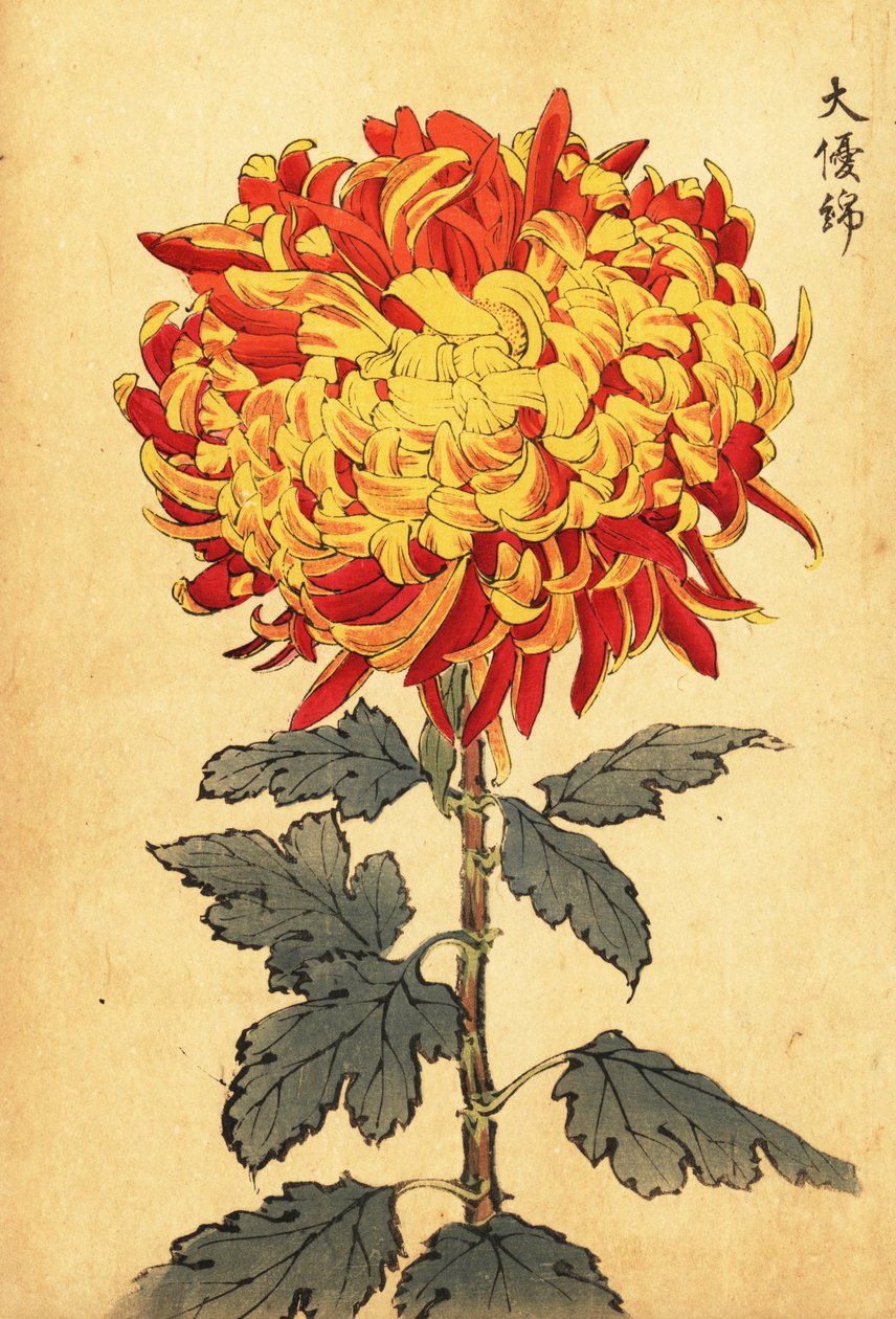 Melez sarı ve kırmızı ponpon krizantem.,1893 (gravür) by Keika Hasegawa
