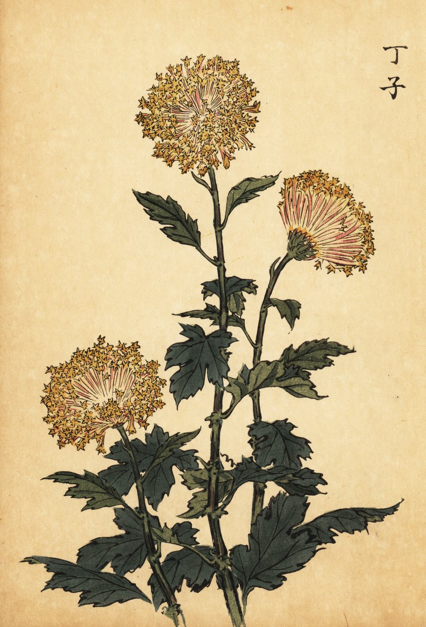 Hibrit sarı krizantem., 1893 (gravür) by Keika Hasegawa