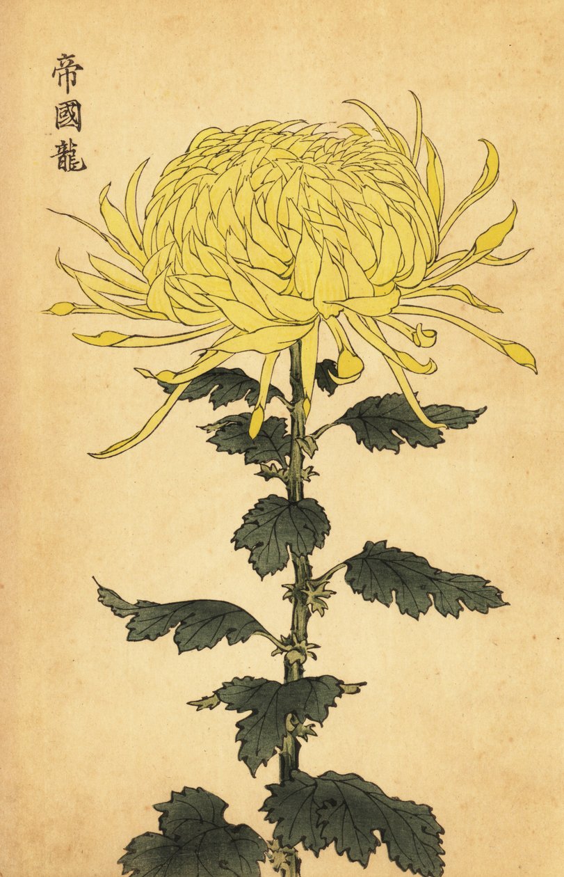 Hibrit sarı krizantem., 1893 (gravür) by Keika Hasegawa
