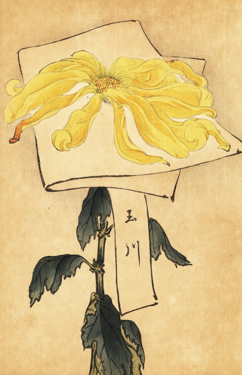 Hibrit sarı krizantem, Krizantem indicum. ,1893 (gravür) by Keika Hasegawa