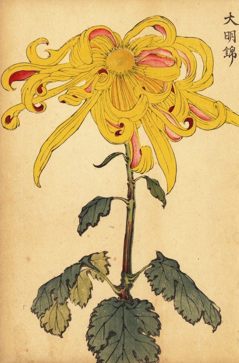 Hibrit sarı düzensiz krizantem., 1893 (gravür) by Keika Hasegawa