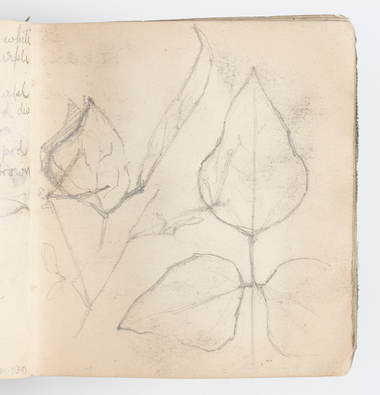 Sketchbook Sayfası: Yaprak Çalışması by Kenyon Cox