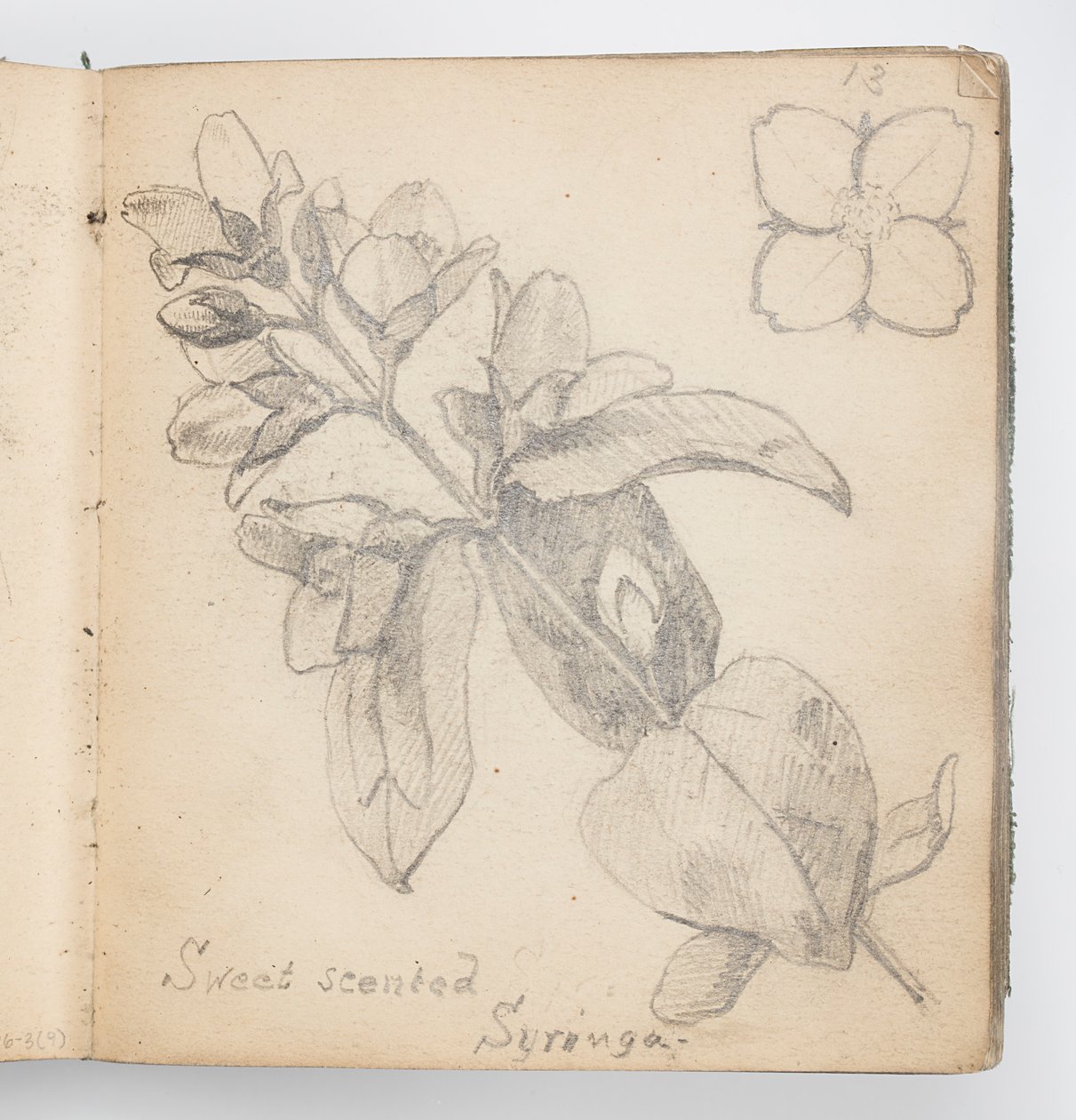 Sketchbook Sayfası: Tatlı Kokulu Şırınga by Kenyon Cox