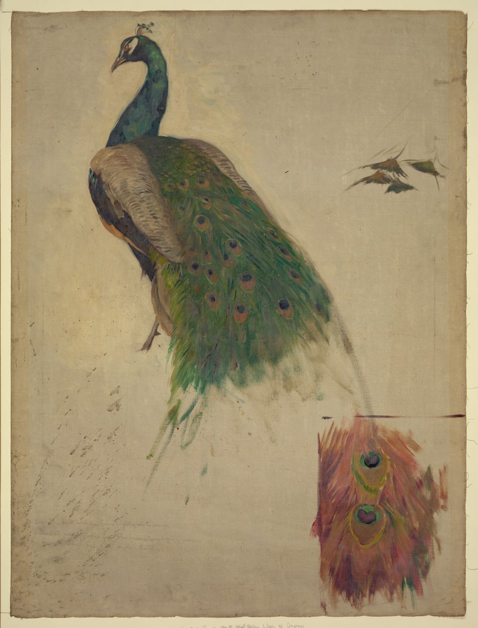Bilimler, kulak zarında tavus kuşu çalışması, güneybatı galeri, Kongre Kütüphanesi için dekorasyon Özet/orta by Kenyon Cox