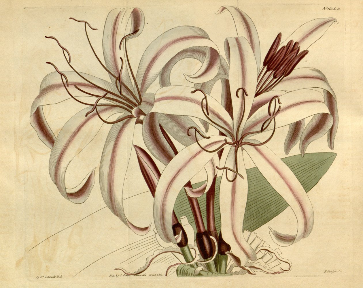 Crinum sevimli by Ker Gawler