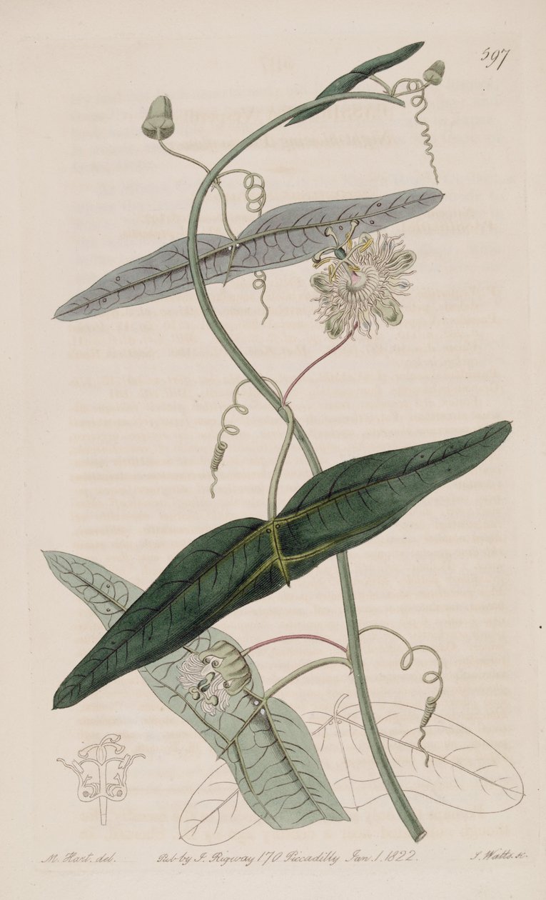 Passiflora misera, Passiflora vespertilio