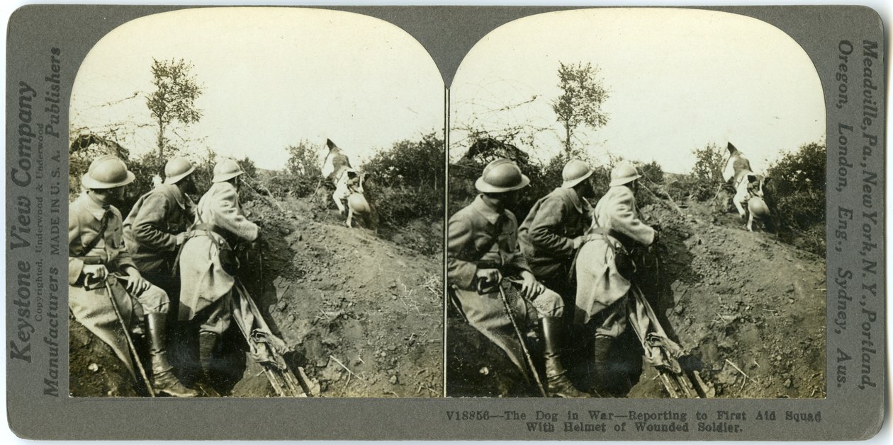Yaralı Askerin Miğferi ile İlk Yardım Ekibine Rapor Veren Köpek by Keystone View Company