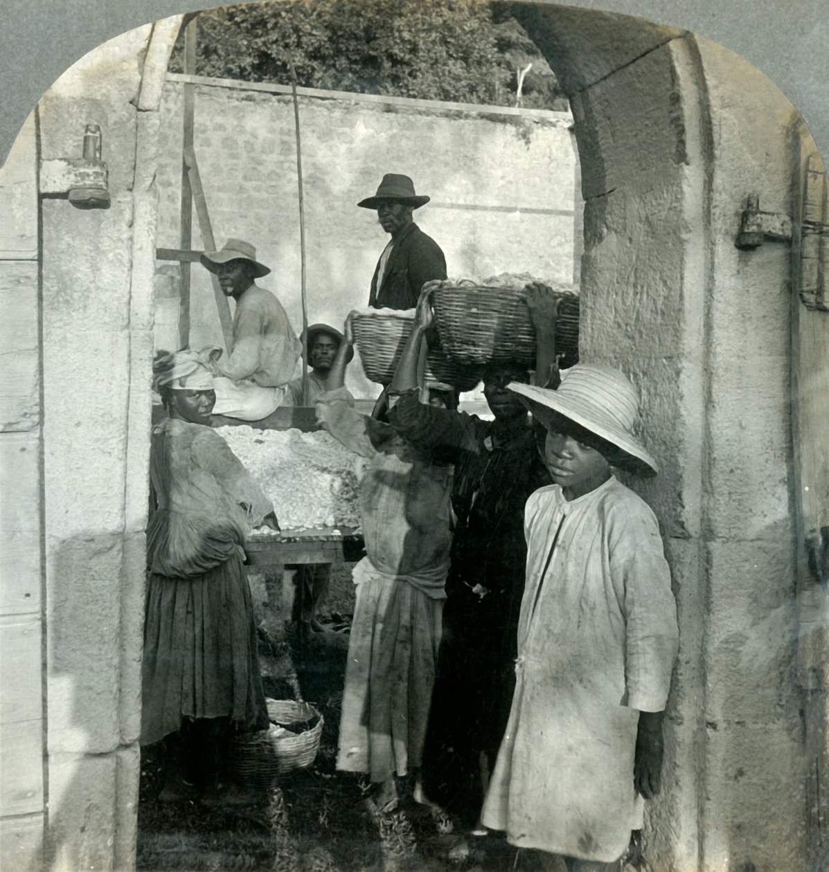 Baklalardan Taze Kakao, Dominika, B.W.I., 1893. by Keystone View Company