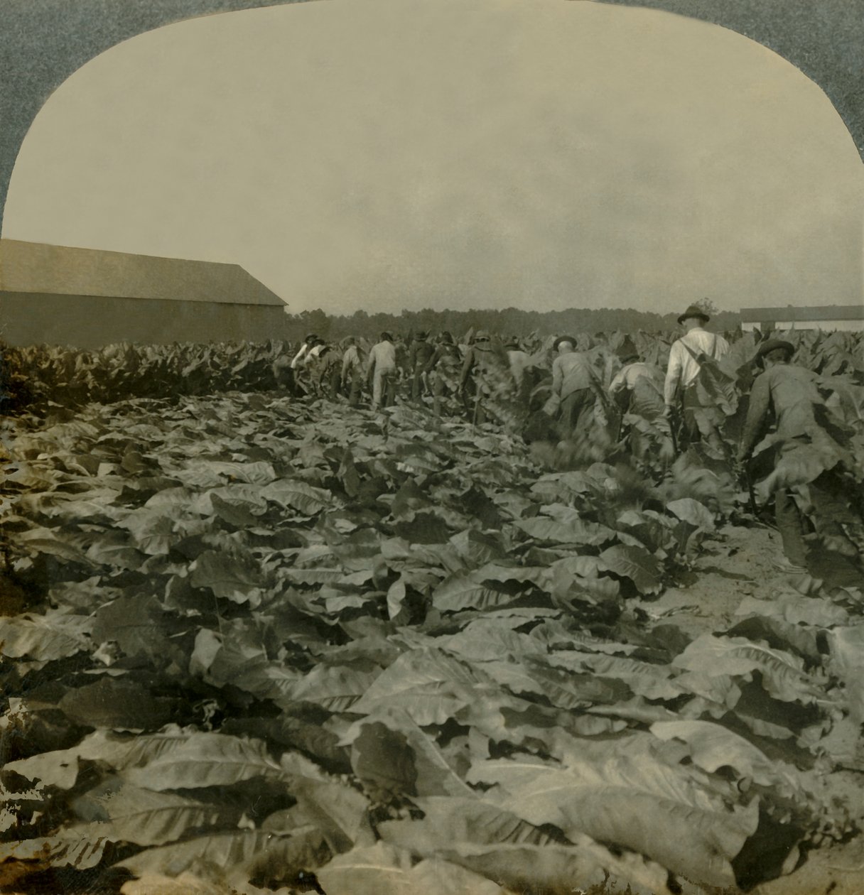 Tütün Kesme, Kentucky, ABD, 1904. by Keystone View Company