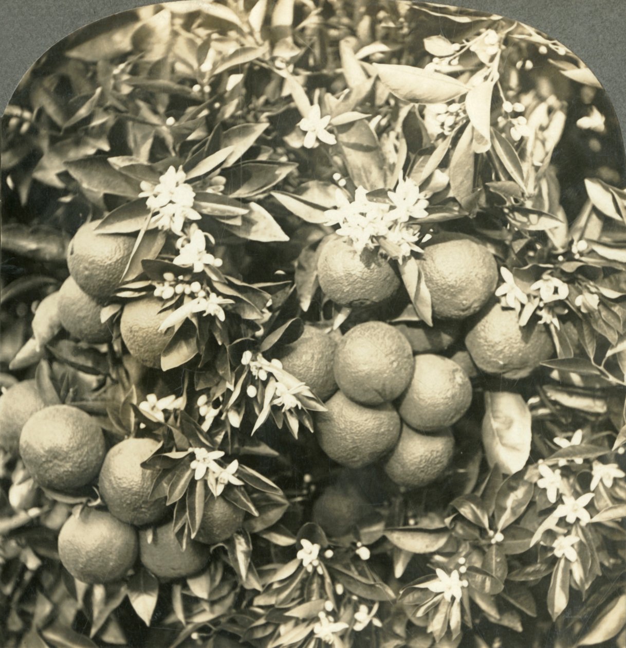 Portakal Çiçekleri ve Aynı Ağaçta Büyüyen Olgun Portakallar, California, c1900. by Keystone View Company
