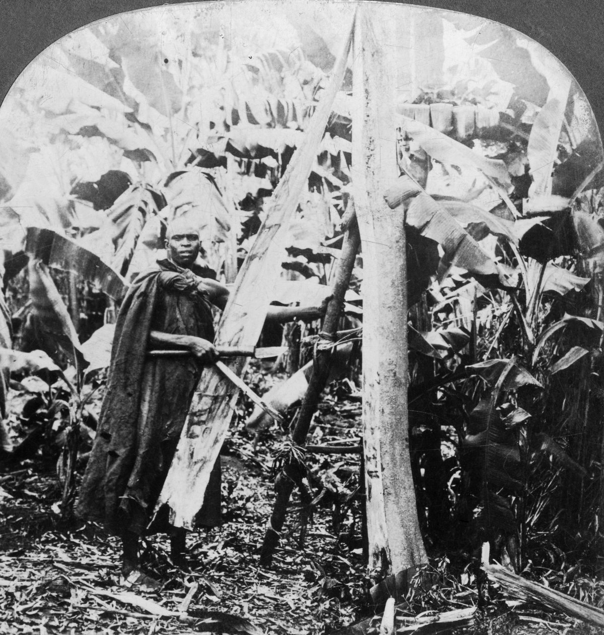 Kabuk kumaşı yapmak için kabuk soyma, Uganda, 19. yüzyılın sonları veya 20. yüzyılın başlarında by Keystone View Company