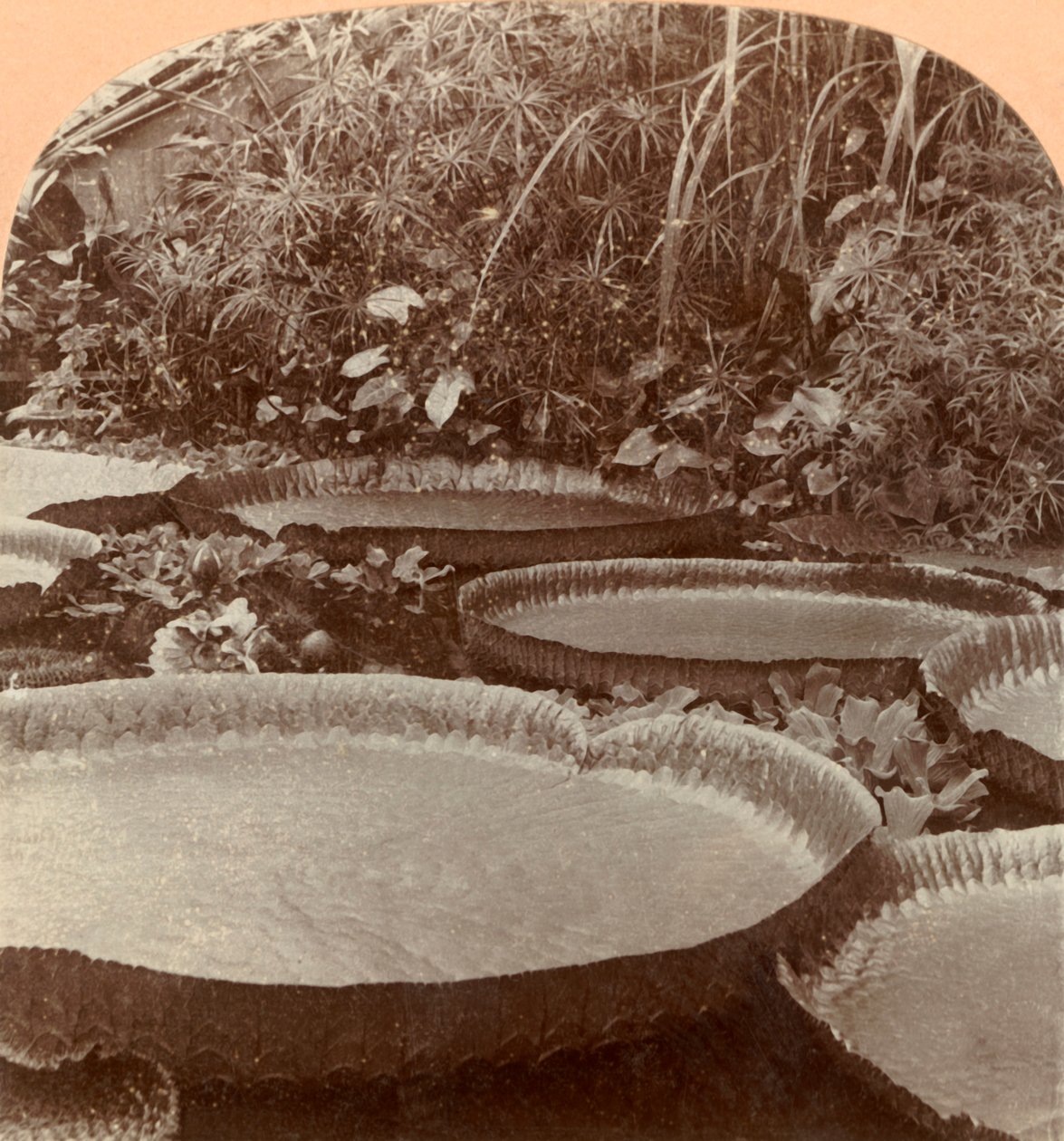 Thureza Lily, Botanik Bahçesi, Hamburg, Almanya, 1895. by Keystone View Company