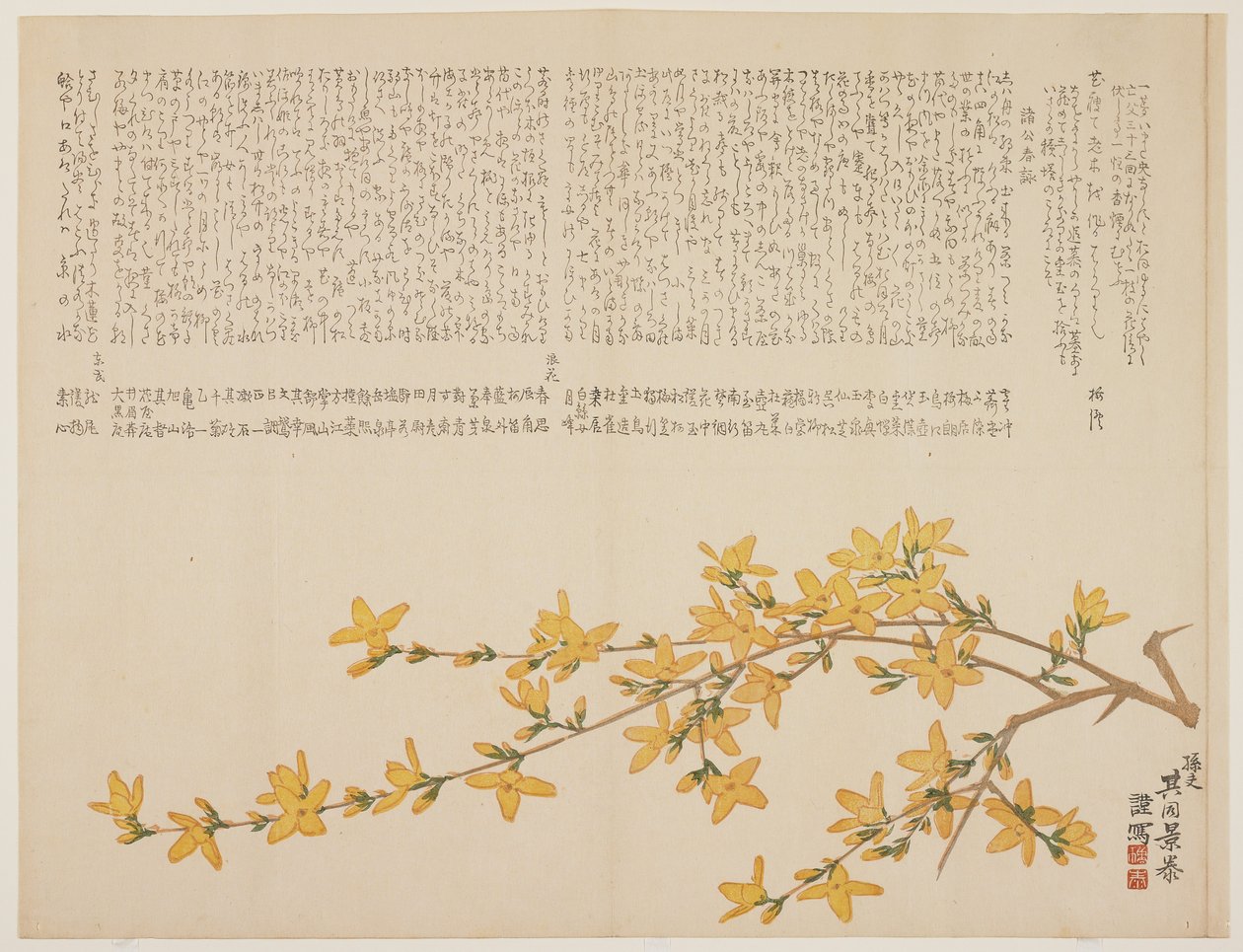 Japon Sarı Gülü veya Yamabuki, c.1818-29 (renkli tahta baskı) by Kid Kageyasu