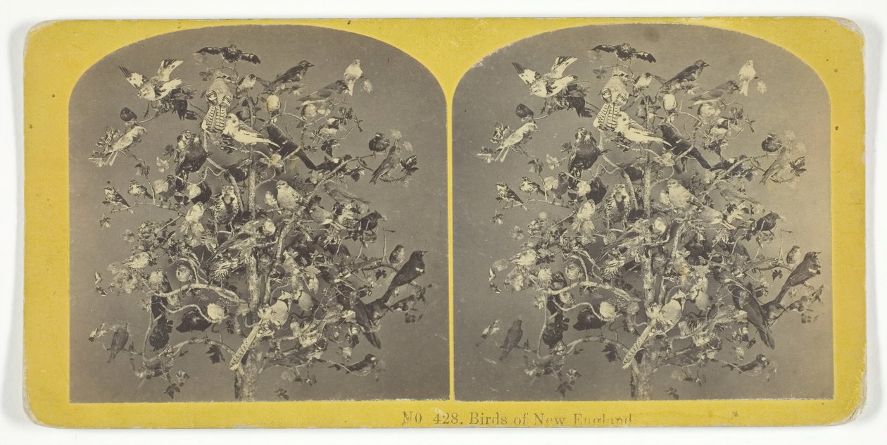 Birds of New England, 185575. Yaratıcılar: Kilburn Brothers, BW Kilburn. by Kilburn Brothers, BW Kilburn
