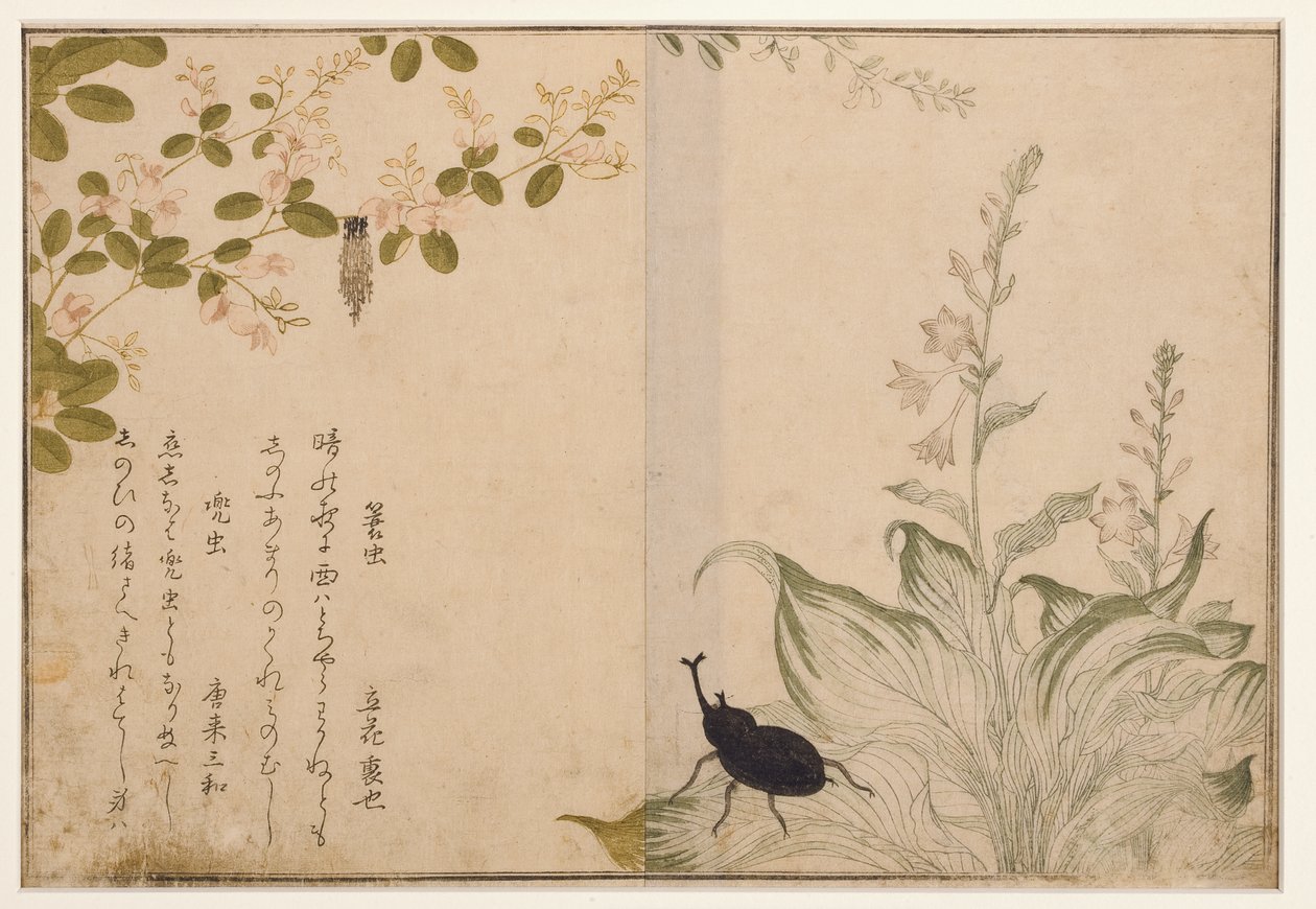 Sepet solucanı ve kask böceği, 1788 (tahta blok) by Kitagawa Utamaro