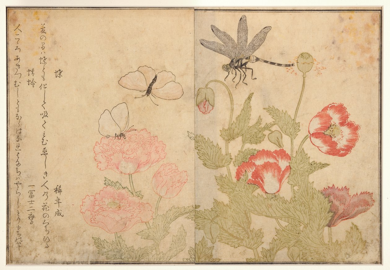Kelebek ve yusufçuk, 1788 (tahta blok) by Kitagawa Utamaro