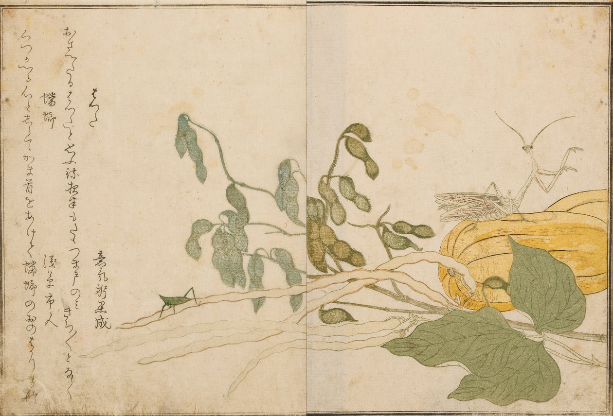Çekirge ve peygamber devesi, 1788 (tahta blok) by Kitagawa Utamaro