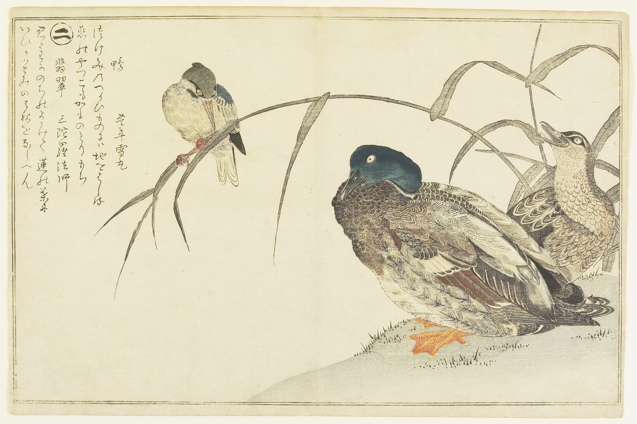 Mallards and a Kingfisher, 1790 by Kitagawa Utamaro