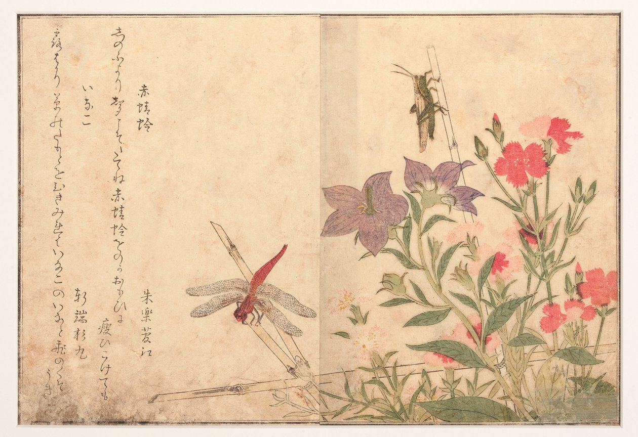 Kırmızı yusufçuk ve pirinç çekirgesi, 1788 (tahta blok) by Kitagawa Utamaro