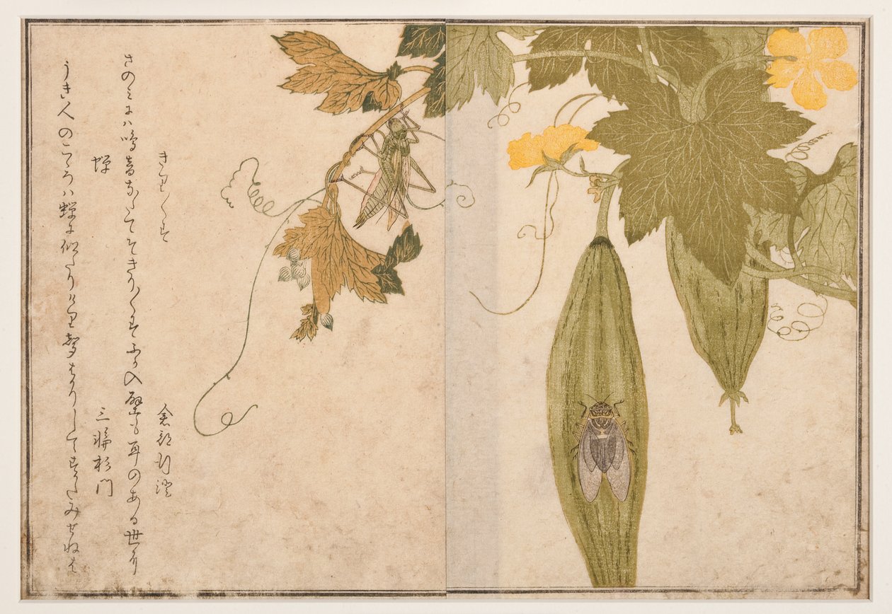 Ağustosböceği üzerinde şarkı söyleyen kriket, 1788 (tahta blok) by Kitagawa Utamaro