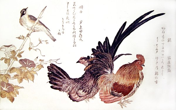 Bambu sürgününde evcil bir tavuk, horoz ve Japon kiraz kuşu, c.1791 (renkli tahta baskı) by Kitagawa Utamaro