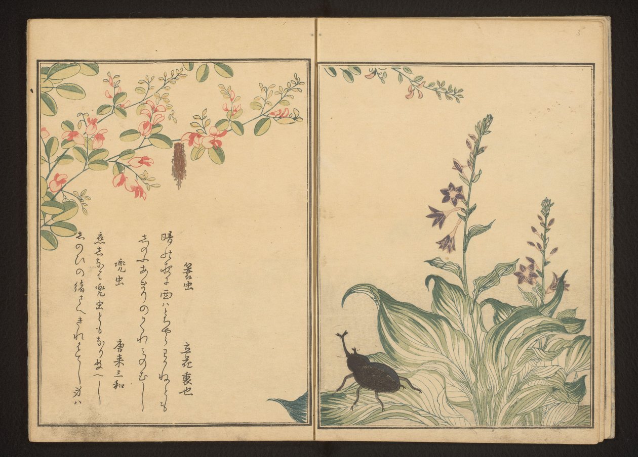 Çalı yonca ve taş pırasa çiçeği üzerinde sepet kurdu ve miğfer böceği by Kitagawa Utamaro