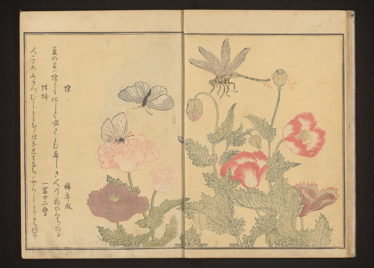 Poppies yakınındaki kelebekler ve yusufçuk by Kitagawa Utamaro