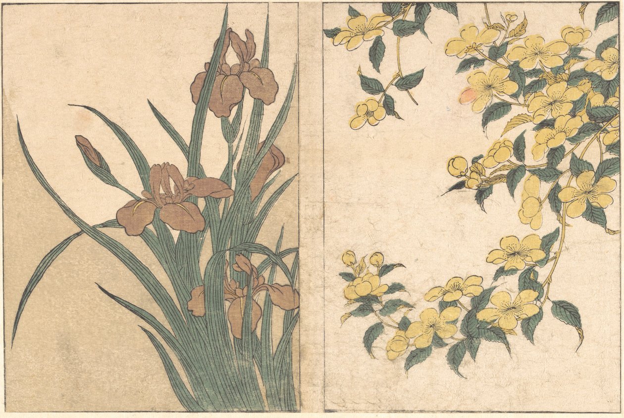 Kiraz Çiçekleri ve Süsenler, Dört Mevsim Çiçekleri, 1801 adlı resimli kitaptan. by Kitagawa Utamaro