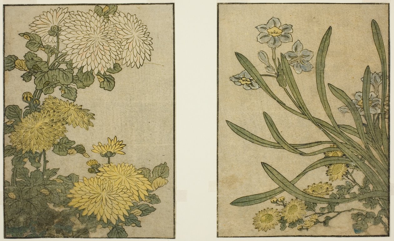 Kasımpatı ve Nergis, resimli kitaptan "Resimli Kitap: Dört Mevsim Çiçekleri (Ehon shiki no hana)," cilt. 2 by Kitagawa Utamaro