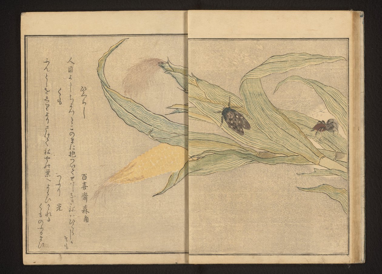 Mısır üzerinde ağustosböceği ve örümcek by Kitagawa Utamaro